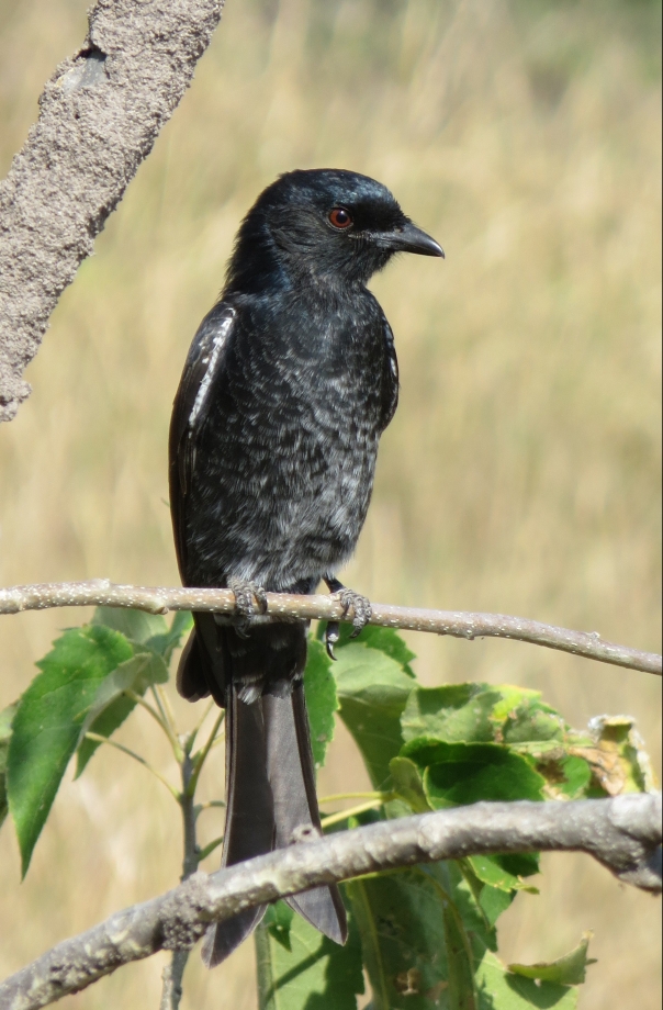 fork tailed drongo